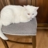ÇİPLİ VE KISIR ORJİNAL VAN KEDİSİ..! fotoğraf