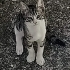 4 yavru kedi için yuva 🏡 arıyorum fotoğraf