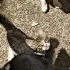 4 yavru kedi için yuva 🏡 arıyorum fotoğraf