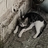4 yavru kedi için yuva 🏡 arıyorum fotoğraf