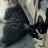 4 yavru kedi için yuva 🏡 arıyorum fotoğraf