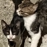 4 yavru kedi için yuva 🏡 arıyorum fotoğraf