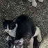 4 yavru kedi için yuva 🏡 arıyorum fotoğraf
