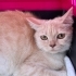 Kısır ve çipli dişi british shorthair fotoğraf