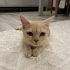 Kısır ve çipli dişi british shorthair fotoğraf