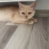 Kısır ve çipli dişi british shorthair fotoğraf