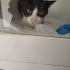 Fipi Yenen Güçlü ve Vefalı Zeytin Yuva Arıyor fotoğraf