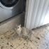 Prensese acil yuva fotoğraf