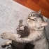 Sokağa Atılmış Üretim Mağduru Mia Yuvasını Arıyor🐾 fotoğraf