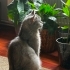 Sokağa Atılmış Üretim Mağduru Mia Yuvasını Arıyor🐾 fotoğraf