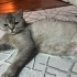 Sokağa Atılmış Üretim Mağduru Mia Yuvasını Arıyor🐾 fotoğraf