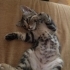 Kimsesiz bebek kedi fotoğraf