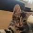 Kimsesiz bebek kedi fotoğraf