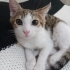 TOMBİĞİN GEÇİCİ YUVADA SON SAATLERİ LÜTFEN ACİL YUVA fotoğraf