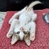 Yavru kedi sahiplendirme fotoğraf