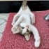 Yavru kedi sahiplendirme fotoğraf