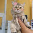Ücretsiz sahiplenme British kedi fotoğraf