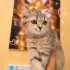 Ücretsiz sahiplenme British kedi fotoğraf