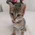 LİLANIN GEÇİCİ EVİNDE SON SAATLERİ LÜTFEN ACİL YUVA fotoğraf