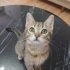 LİLANIN GEÇİCİ EVİNDE SON SAATLERİ LÜTFEN ACİL YUVA fotoğraf