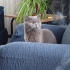 Dişi british shorthair ücretsiz yuva aranıyor fotoğraf