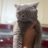 Dişi british shorthair ücretsiz yuva aranıyor fotoğraf