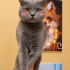 Ücretsiz sahiplenme British kedi fotoğraf