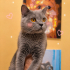 Ücretsiz sahiplenme British kedi fotoğraf