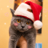Ücretsiz sahiplenme British kedi fotoğraf