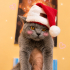 Ücretsiz sahiplenme British kedi fotoğraf