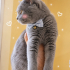 Ücretsiz sahiplenme British kedi fotoğraf