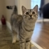 Sevgi dolu kalıcı yuva arıyoruz fotoğraf