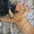 Yakışıklı cilveli sarman fotoğraf