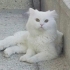 Pamuk yuva arıyor fotoğraf