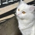 Pamuk yuva arıyor fotoğraf