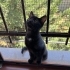 Minik Cep Boy Panter fotoğraf