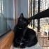 Minik Cep Boy Panter fotoğraf