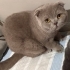ÖMÜRLÜK YUVA ARIYOR fotoğraf