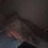 ÖMÜRLÜK YUVA ARIYOR fotoğraf