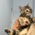 2 Aylık Dişi Tekir Kedi fotoğraf