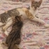 2 Aylık Dişi Tekir Kedi fotoğraf