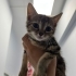2 Aylık Dişi Tekir Kedi fotoğraf