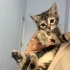 2 Aylık Dişi Tekir Kedi fotoğraf