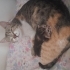 2 Aylık Dişi Tekir Kedi fotoğraf