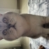 Yetişkin erkek british shorthair fotoğraf