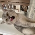 Yetişkin erkek british shorthair fotoğraf