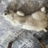 Yetişkin erkek british shorthair fotoğraf