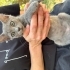 Sokağa terk edildi acil yuva fotoğraf