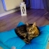 İnsancıl ve sakin huylu fotoğraf
