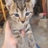 Yuva arayan minik tekir🐾 fotoğraf